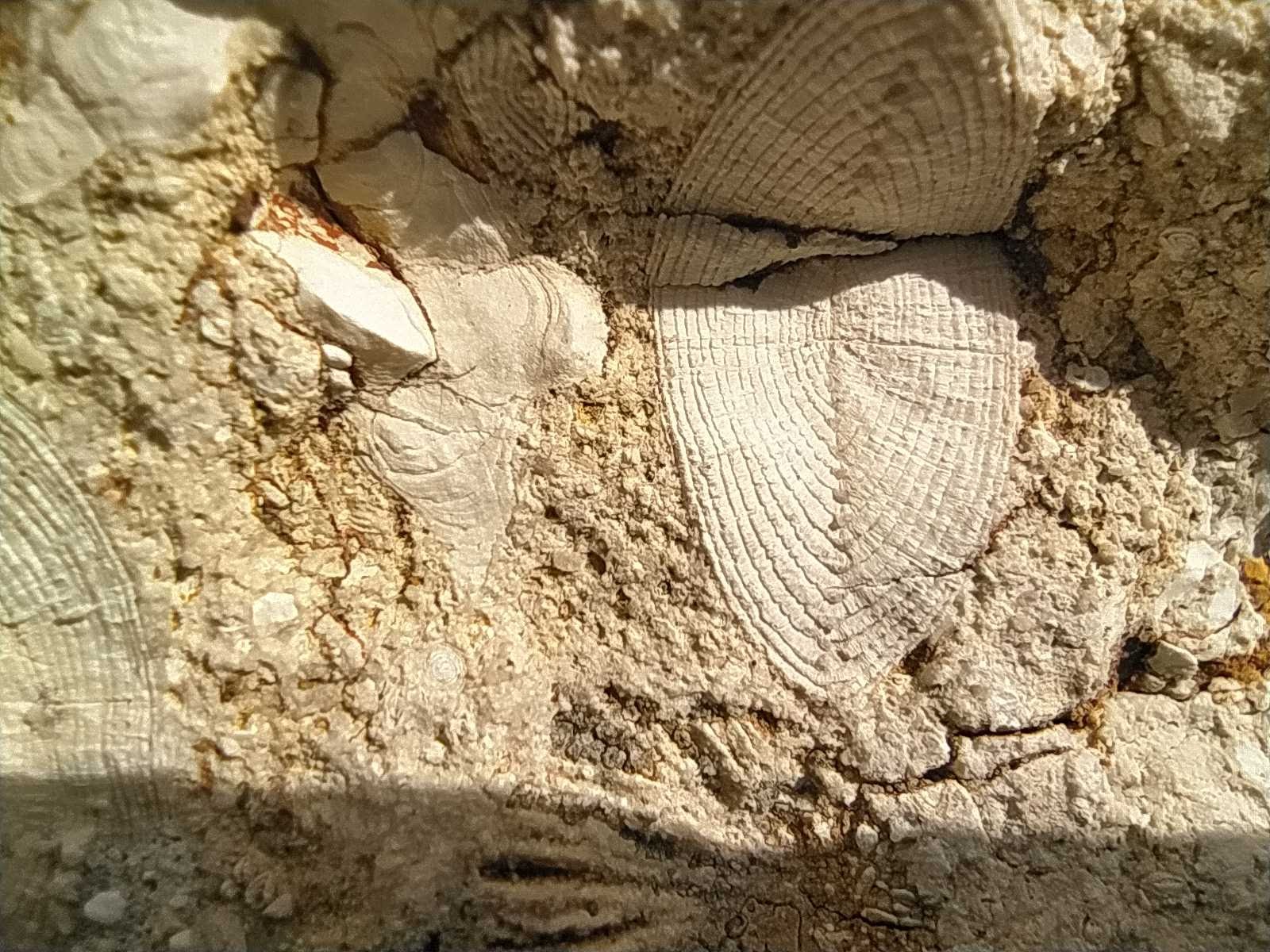 IMG 20231026 115055.jpg